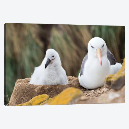 Chick On Tower-Shaped Nest. Black-Browed Albatross Or Black-Browed Mollymawk, Falkland Islands. Canvas Print #MZW159} by Martin Zwick Canvas Wall Art