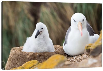 Chick On Tower-Shaped Nest. Black-Browed Albatross Or Black-Browed Mollymawk, Falkland Islands. Canvas Art Print - Martin Zwick