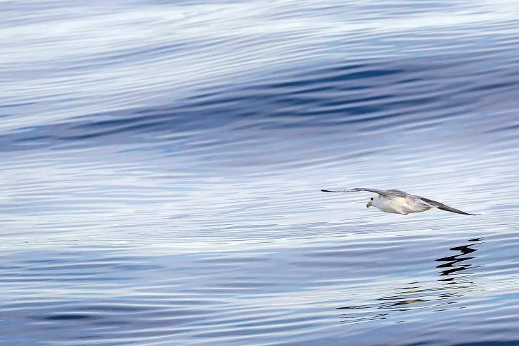 Northern Fulmar over the coast of southern Greenland.