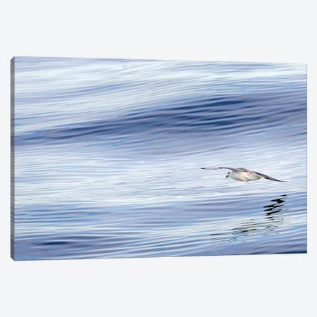 Northern Fulmar over the coast of southern Greenland. Canvas Print #MZW15} by Martin Zwick Canvas Art