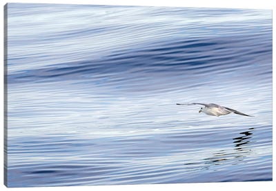 Northern Fulmar over the coast of southern Greenland. Canvas Art Print - Greenland