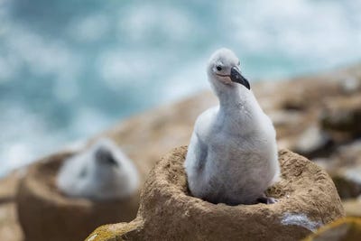 Chick On Tower-Shaped Nest. Black-Browed Albatross Or Black-Browed Mollymawk, Falkland Islands. by Martin Zwick art print