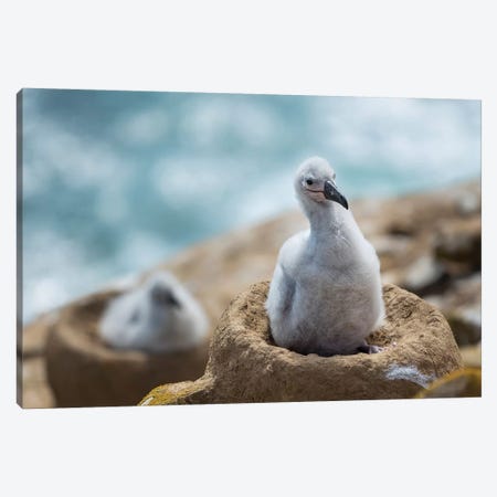 Chick On Tower-Shaped Nest. Black-Browed Albatross Or Black-Browed Mollymawk, Falkland Islands. Canvas Print #MZW160} by Martin Zwick Art Print