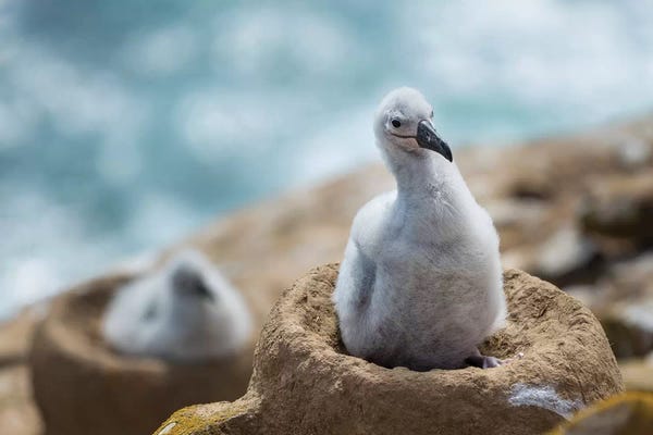 Chick On Tower-Shaped Nest. Black-Browed Albatross Or Black-Browed Mollymawk, Falkland Islands.