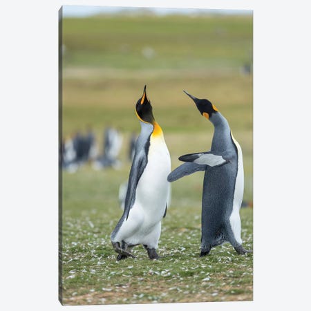 Courtship Display. King Penguin On Falkland Islands. Canvas Print #MZW168} by Martin Zwick Canvas Art Print