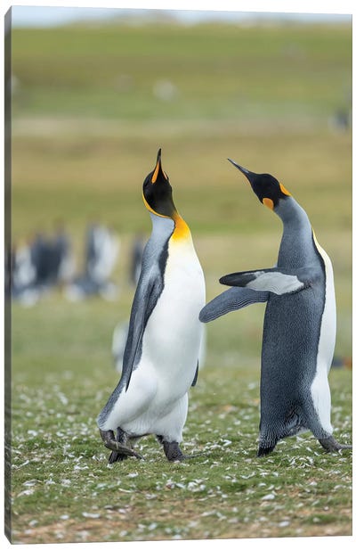 Courtship Display. King Penguin On Falkland Islands. Canvas Art Print - Martin Zwick