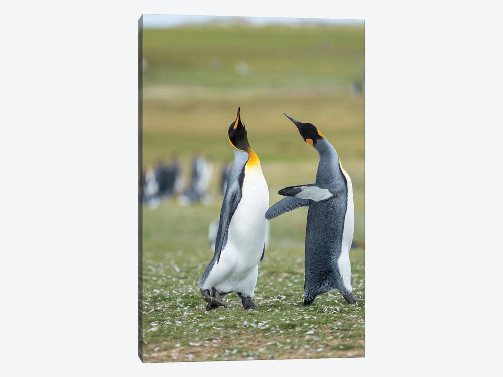 Courtship Display. King Penguin On Falkland Islands. 1-piece Art Print