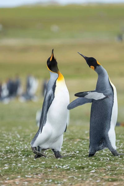 Martin Zwick: Courtship Display. King Penguin On Falkland Islands. by Martin Zwick