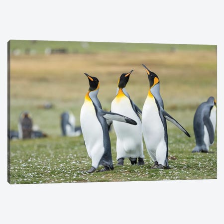 Courtship Display. King Penguin On Falkland Islands. Canvas Print #MZW169} by Martin Zwick Canvas Print