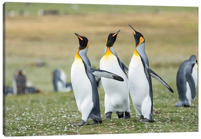 Courtship Display. King Penguin On Falkland Islands. Canvas Art Print - Martin Zwick