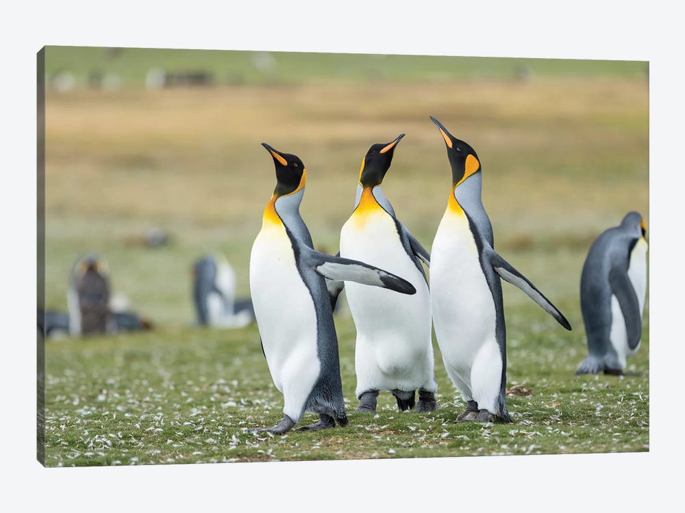 Courtship Display. King Penguin On Falkland Islands. by Martin Zwick 1-piece Canvas Artwork