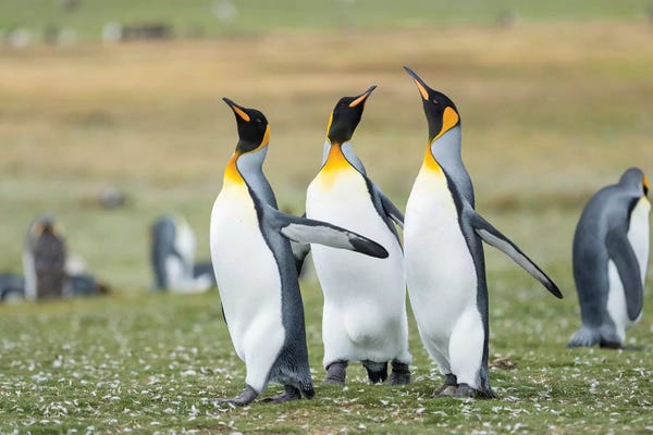 Courtship Display. King Penguin On Falkland Islands.
