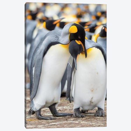 Courtship Display. King Penguin On Falkland Islands. Canvas Print #MZW170} by Martin Zwick Canvas Wall Art