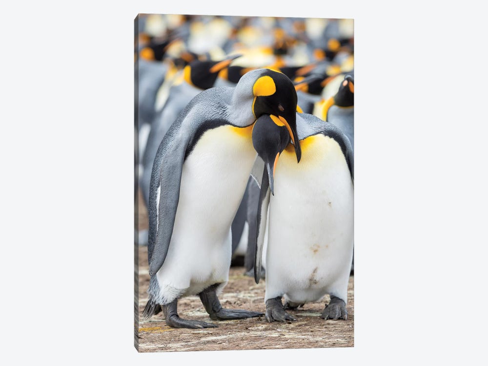 Courtship Display. King Penguin On Falkland Islands. 1-piece Canvas Wall Art