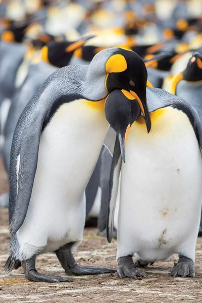 Courtship Display. King Penguin On Falkland Islands.