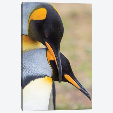 Courtship Display. King Penguin On Falkland Islands. Canvas Print #MZW171} by Martin Zwick Canvas Art