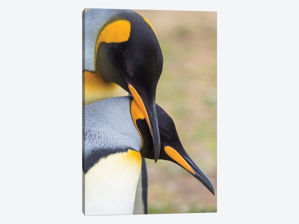 Courtship Display. King Penguin On Falkland Islands. 1-piece Canvas Print
