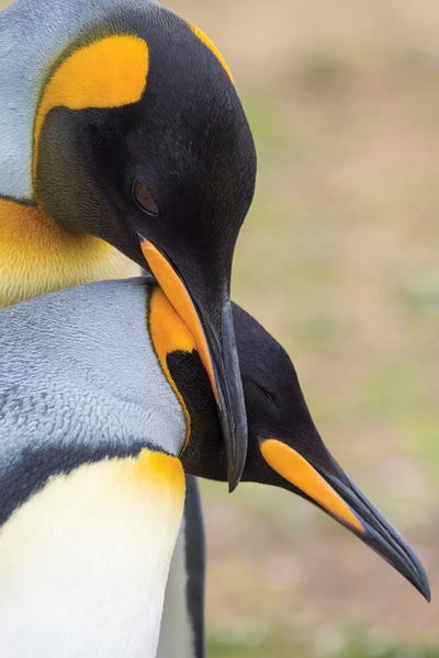 Courtship Display. King Penguin On Falkland Islands.