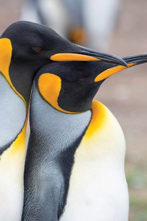 Courtship Display. King Penguin On Falkland Islands.