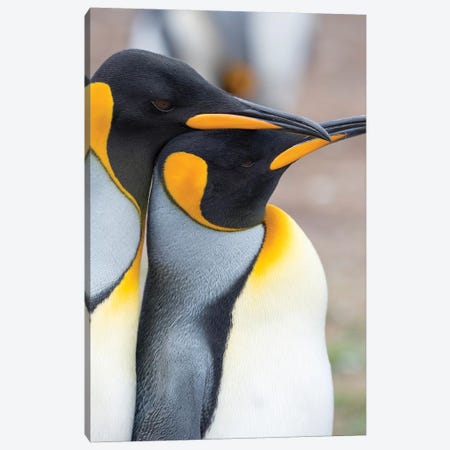 Courtship Display. King Penguin On Falkland Islands. Canvas Print #MZW172} by Martin Zwick Canvas Art