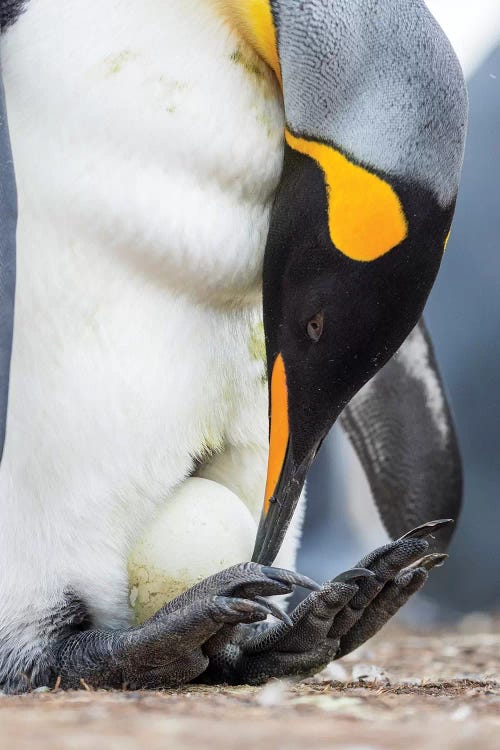 Egg Being Incubated By Adult While Balancing On Feet. King Penguin On Falkland Islands.