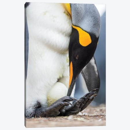 Egg Being Incubated By Adult While Balancing On Feet. King Penguin On Falkland Islands. Canvas Print #MZW180} by Martin Zwick Canvas Art Print