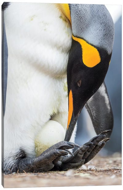 Egg Being Incubated By Adult While Balancing On Feet. King Penguin On Falkland Islands. Canvas Art Print - Martin Zwick