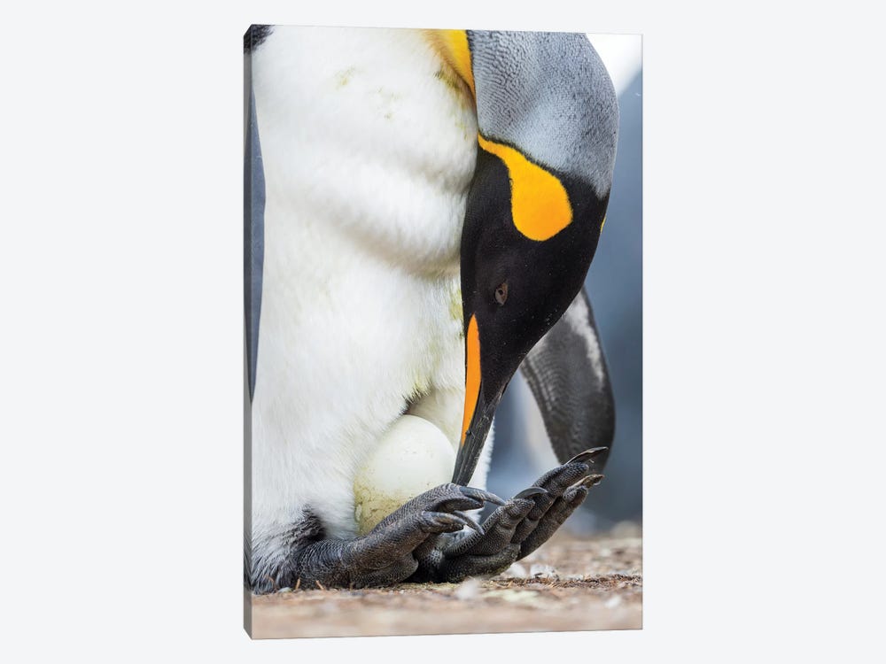 Egg Being Incubated By Adult While Balancing On Feet. King Penguin On Falkland Islands. by Martin Zwick 1-piece Canvas Art Print