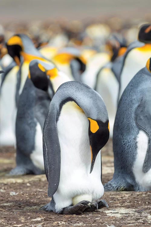 Egg Being Incubated By Adult While Balancing On Feet. King Penguin On Falkland Islands.