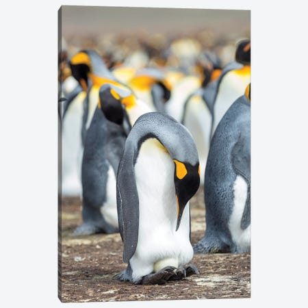 Egg Being Incubated By Adult While Balancing On Feet. King Penguin On Falkland Islands. Canvas Print #MZW181} by Martin Zwick Art Print