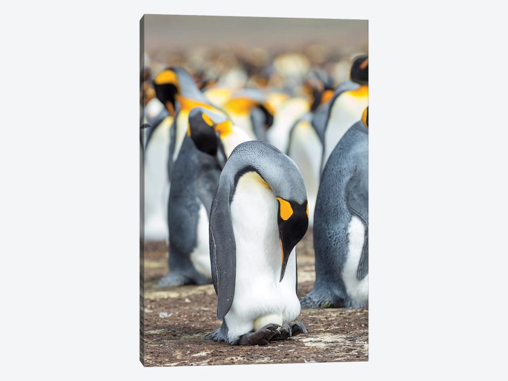 Egg Being Incubated By Adult While Balancing On Feet. King Penguin On Falkland Islands. 1-piece Canvas Art
