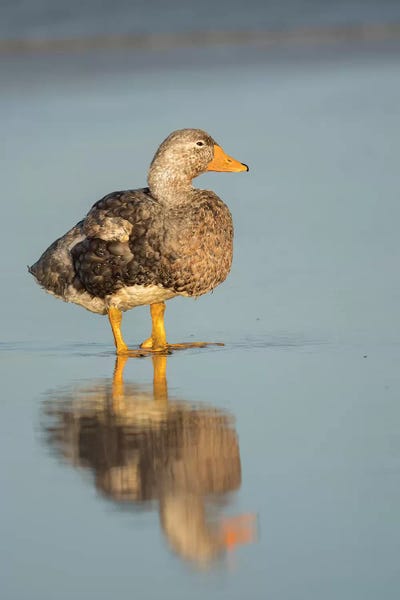 Male Falkland Flightless Steamer Duck, Falkland Islands. by Martin Zwick art print