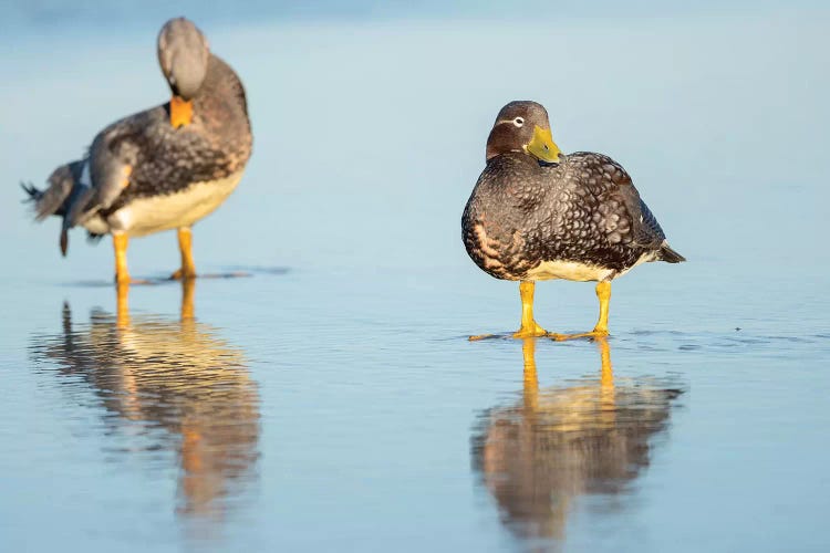 Falkland Flightless Steamer Duck. Male Shows An Orange, Female A Greenish Beak, Falkland Islands.