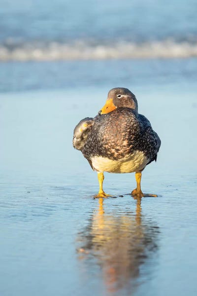 Martin Zwick: Falkland Flightless Steamer Duck. Male Shows An Orange, Female A Greenish Beak, Falkland Islands. by Martin Zwick