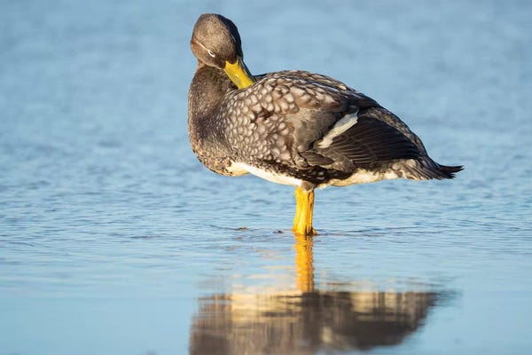 Martin Zwick: Falkland Flightless Steamer Duck. Male Shows An Orange, Female A Greenish Beak, Falkland Islands. by Martin Zwick