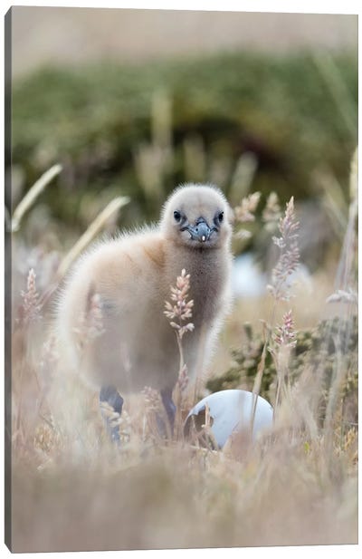 Falkland Skua Chick, Falkland Islands. Canvas Art Print - Martin Zwick