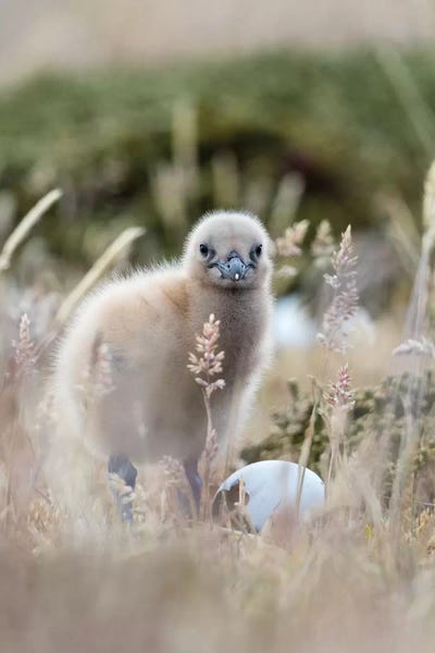 Martin Zwick: Falkland Skua Chick, Falkland Islands. by Martin Zwick