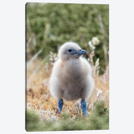 Falkland Skua Or Brown Skua Chick. They Are The Great Skua Of The Southern Polar And Subpolar Region, Falkland Islands. Canvas Print #MZW187} by Martin Zwick Canvas Wall Art