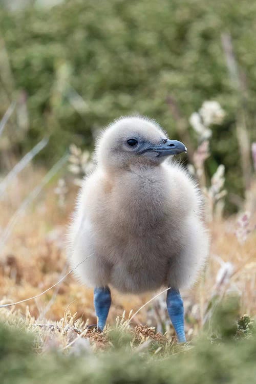 Falkland Skua Or Brown Skua Chick. They Are The Great Skua Of The Southern Polar And Subpolar Region, Falkland Islands.