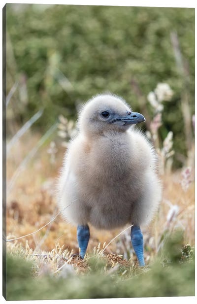 Falkland Skua Or Brown Skua Chick. They Are The Great Skua Of The Southern Polar And Subpolar Region, Falkland Islands. Canvas Art Print - Martin Zwick