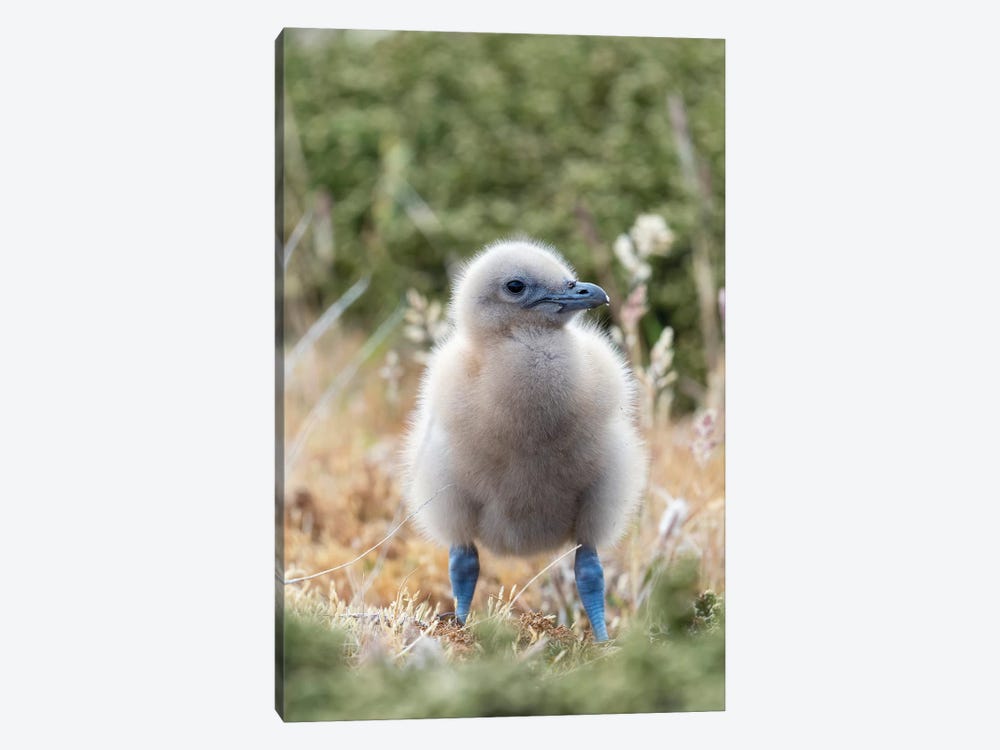 Falkland Skua Or Brown Skua Chick. They Are The Great Skua Of The Southern Polar And Subpolar Region, Falkland Islands. by Martin Zwick 1-piece Canvas Artwork