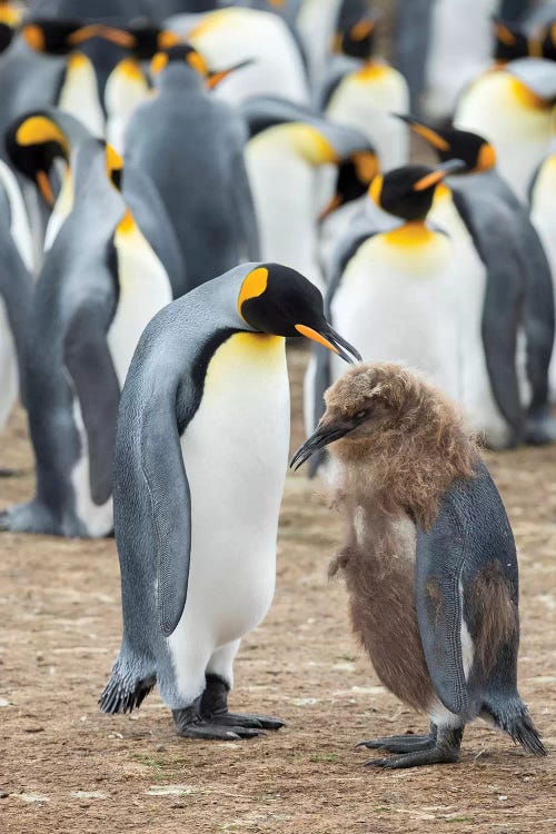 Feeding A Chick In Brown Plumage. King Penguin On Falkland Islands.