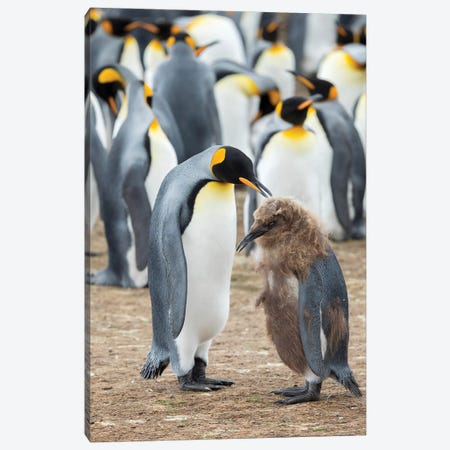 Feeding A Chick In Brown Plumage. King Penguin On Falkland Islands. Canvas Print #MZW188} by Martin Zwick Canvas Art Print