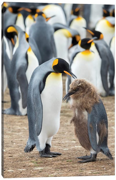 Feeding A Chick In Brown Plumage. King Penguin On Falkland Islands. Canvas Art Print - Martin Zwick