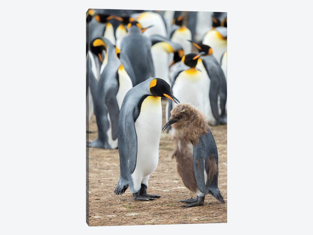 Feeding A Chick In Brown Plumage. King Penguin On Falkland Islands. by Martin Zwick 1-piece Canvas Art Print