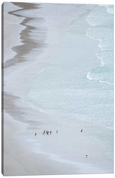 Group On Empty Beach. Magellanic Penguin, Falkland Islands. Canvas Art Print - Martin Zwick