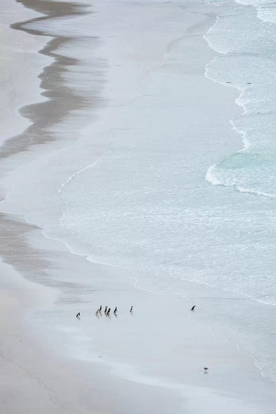Martin Zwick: Group On Empty Beach. Magellanic Penguin, Falkland Islands. by Martin Zwick