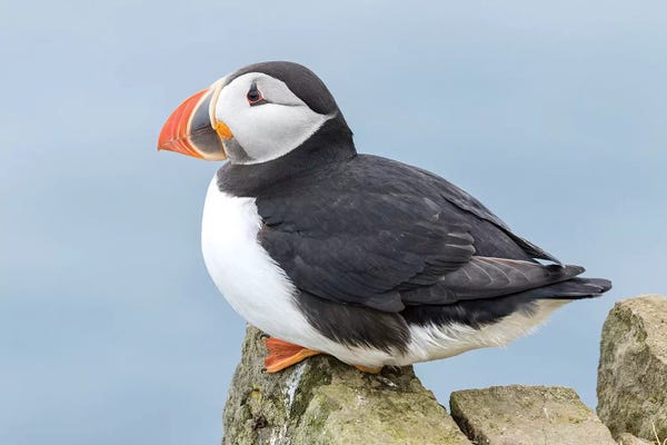 Puffins: Atlantic Puffin I, Mykines, Faroe Islands, Denmark by Martin Zwick