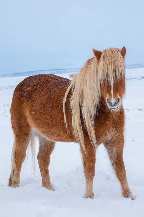 Traditional Icelandic Horse In Fresh Snow