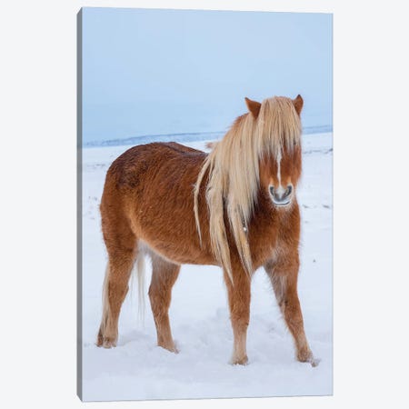 Traditional Icelandic Horse In Fresh Snow Canvas Print #MZW206} by Martin Zwick Canvas Print